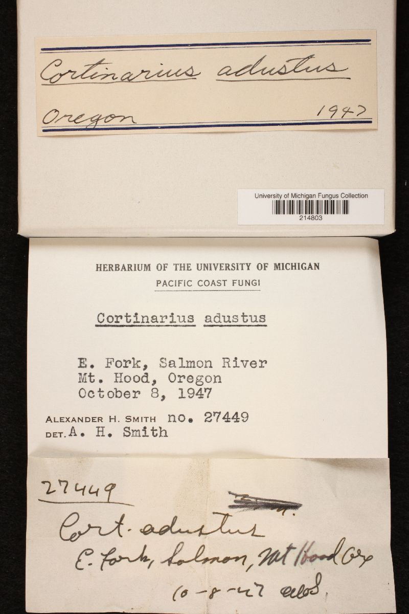 Cortinarius adustus image