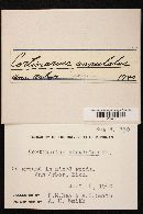 Cortinarius annulatus image