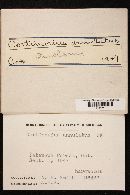 Cortinarius annulatus image