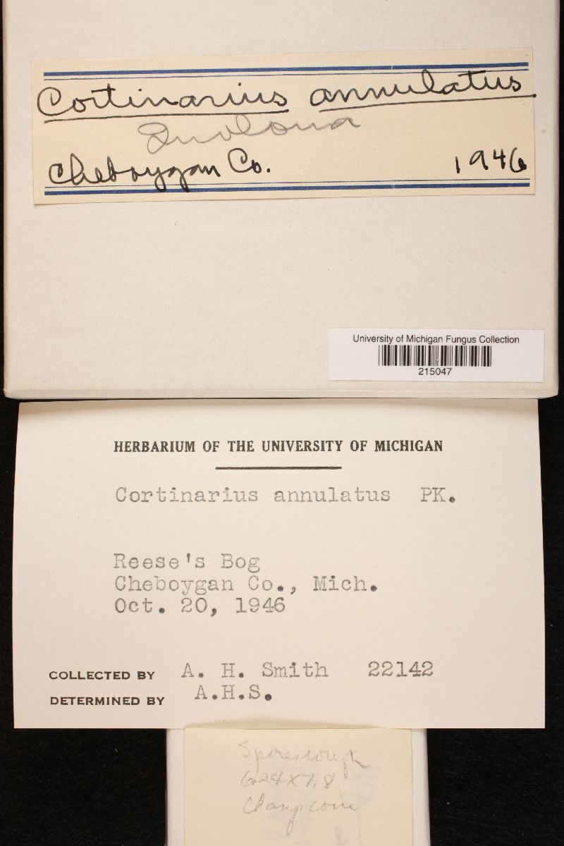 Cortinarius annulatus image