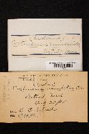 Cortinarius annulatus image