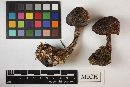 Cortinarius armillatus image