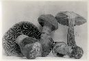 Cortinarius armillatus image