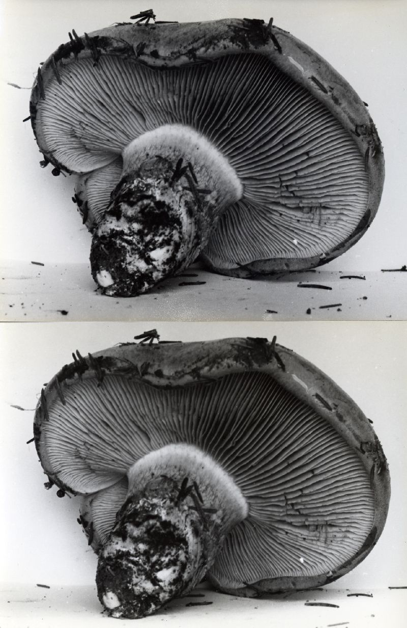 Cortinarius balteatocumatilis image