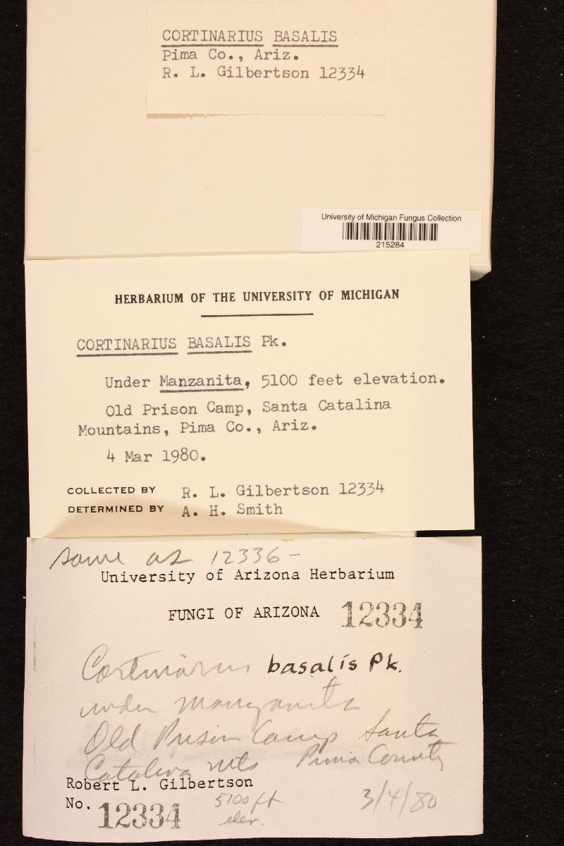 Cortinarius basalis image