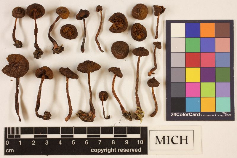 Cortinarius aurantiobasis image