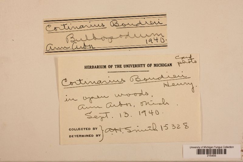 Cortinarius boudieri image