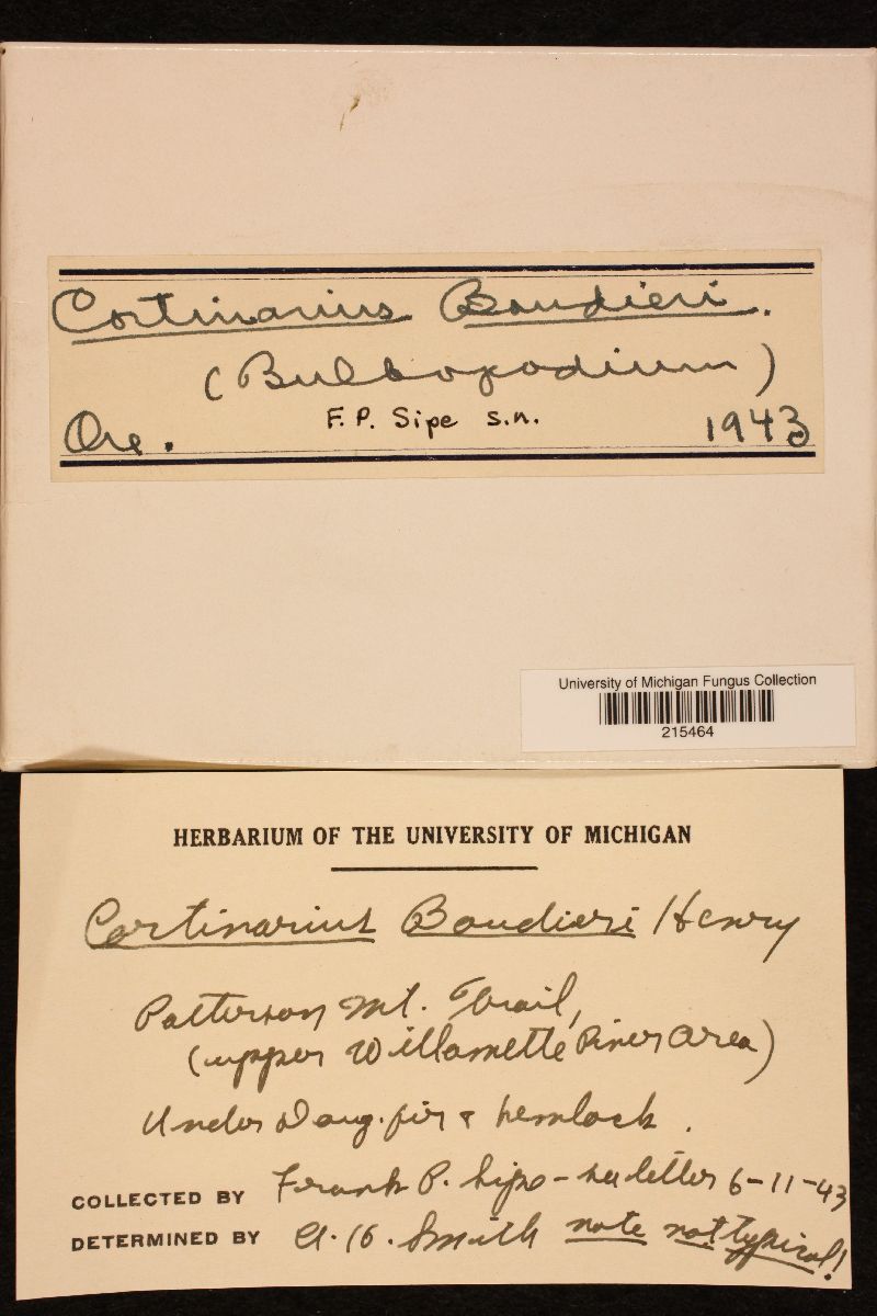 Cortinarius boudieri image
