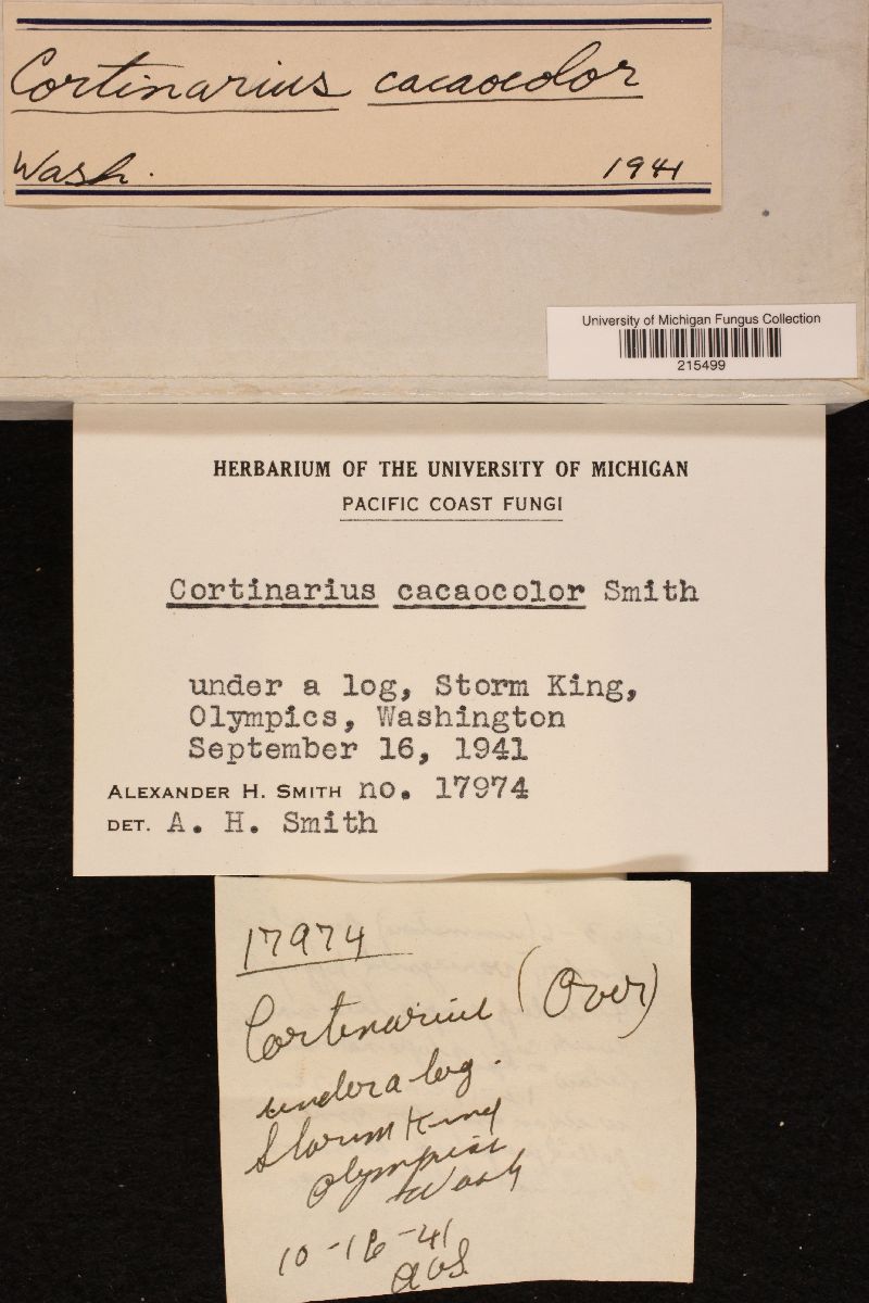Cortinarius cacaocolor image