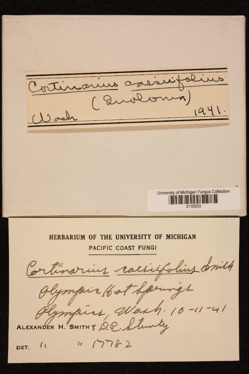 Cortinarius caesiifolius image