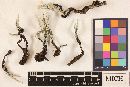 Media resource of Xylaria hypoxylon