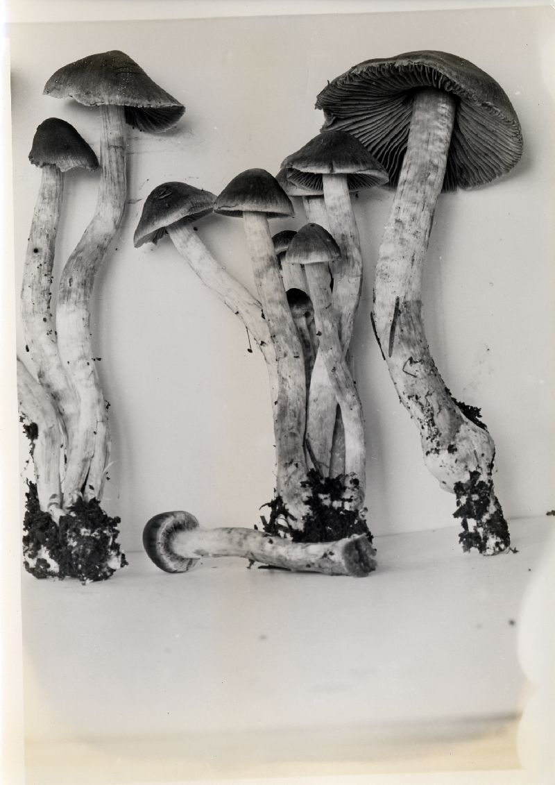 Cortinarius castaneus image