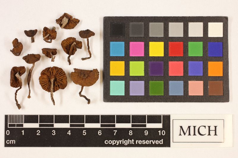 Cortinarius castanellus image