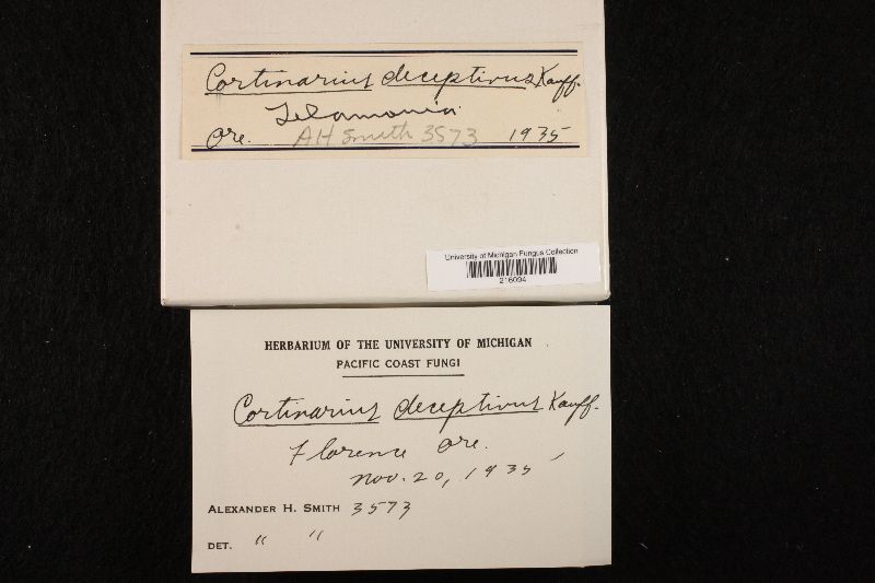 Cortinarius deceptivus image