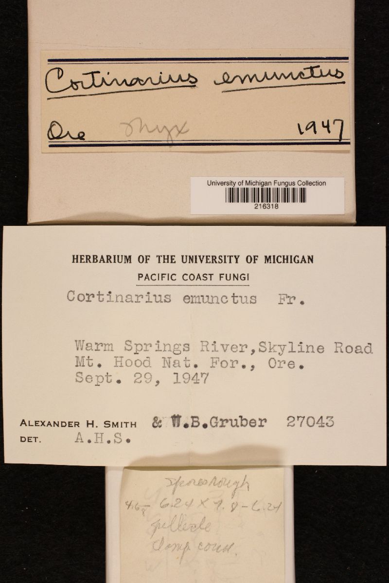 Cortinarius emunctus image