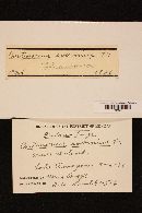 Cortinarius evernius image