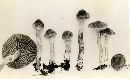 Cortinarius flexipes image