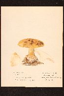 Media resource of Cortinarius olearioides