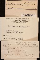 Cortinarius olearioides image