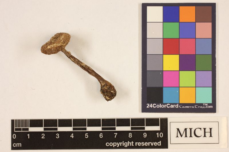 Cortinarius fragrans image