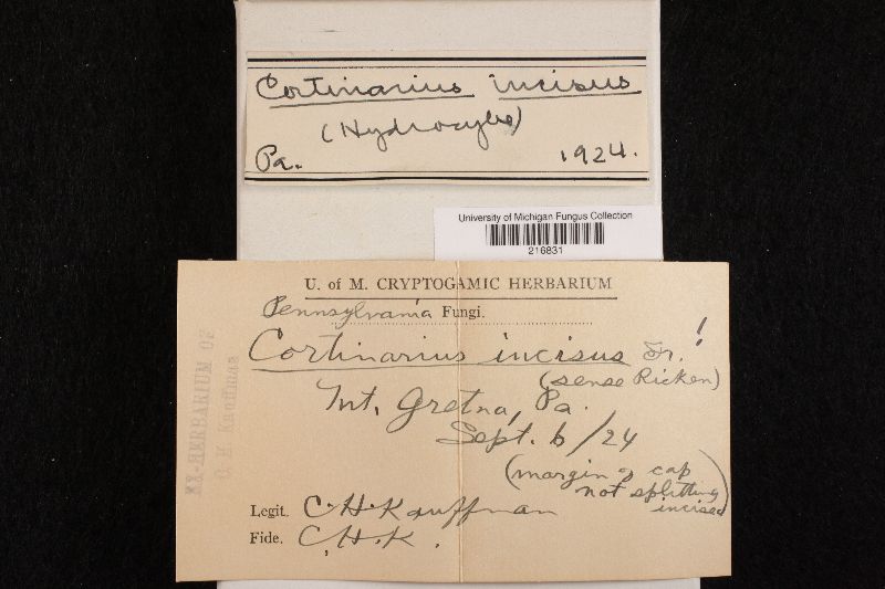 Cortinarius incisus image