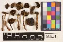Cortinarius idahoensis image
