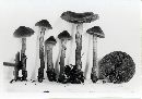 Cortinarius idahoensis image