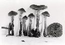 Cortinarius idahoensis image