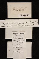 Cortinarius incognitus image