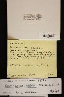 Cortinarius iodes image