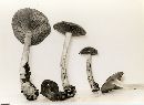 Cortinarius iodes image