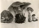 Cortinarius lucorum image