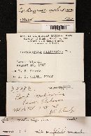 Cortinarius malicorius image