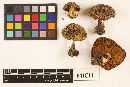 Cortinarius montanus image