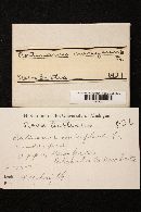 Cortinarius mucifluus image