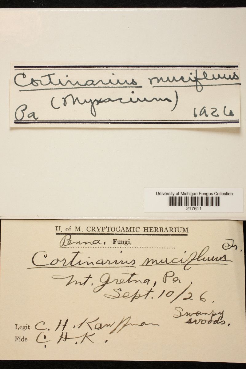 Cortinarius mucifluus image