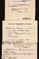 Thumbnail image of current specimen