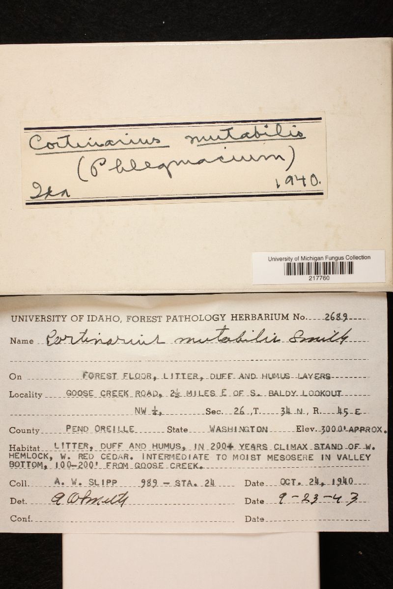 Cortinarius mutabilis image