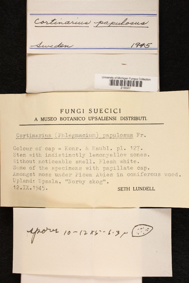 Cortinarius papulosus image
