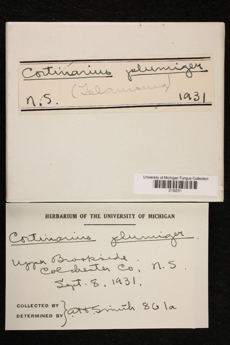 Cortinarius plumiger image