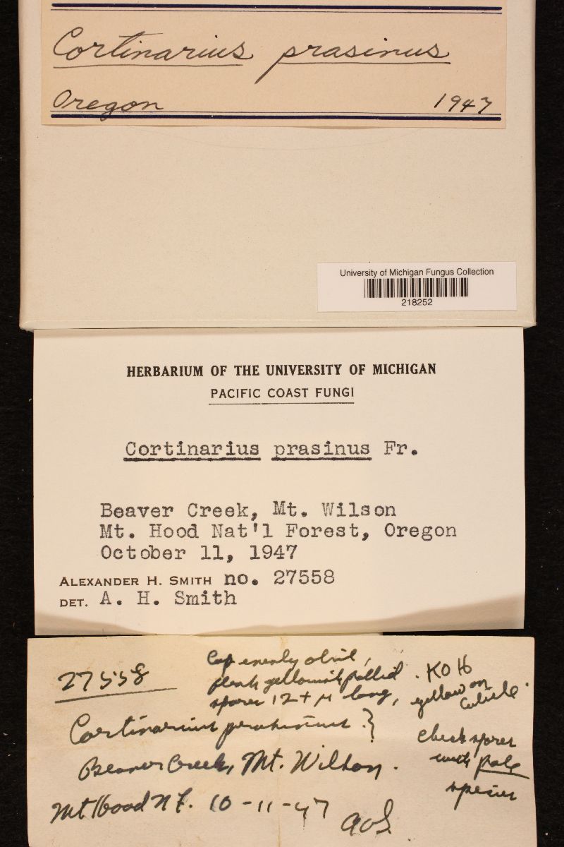 Cortinarius prasinus image