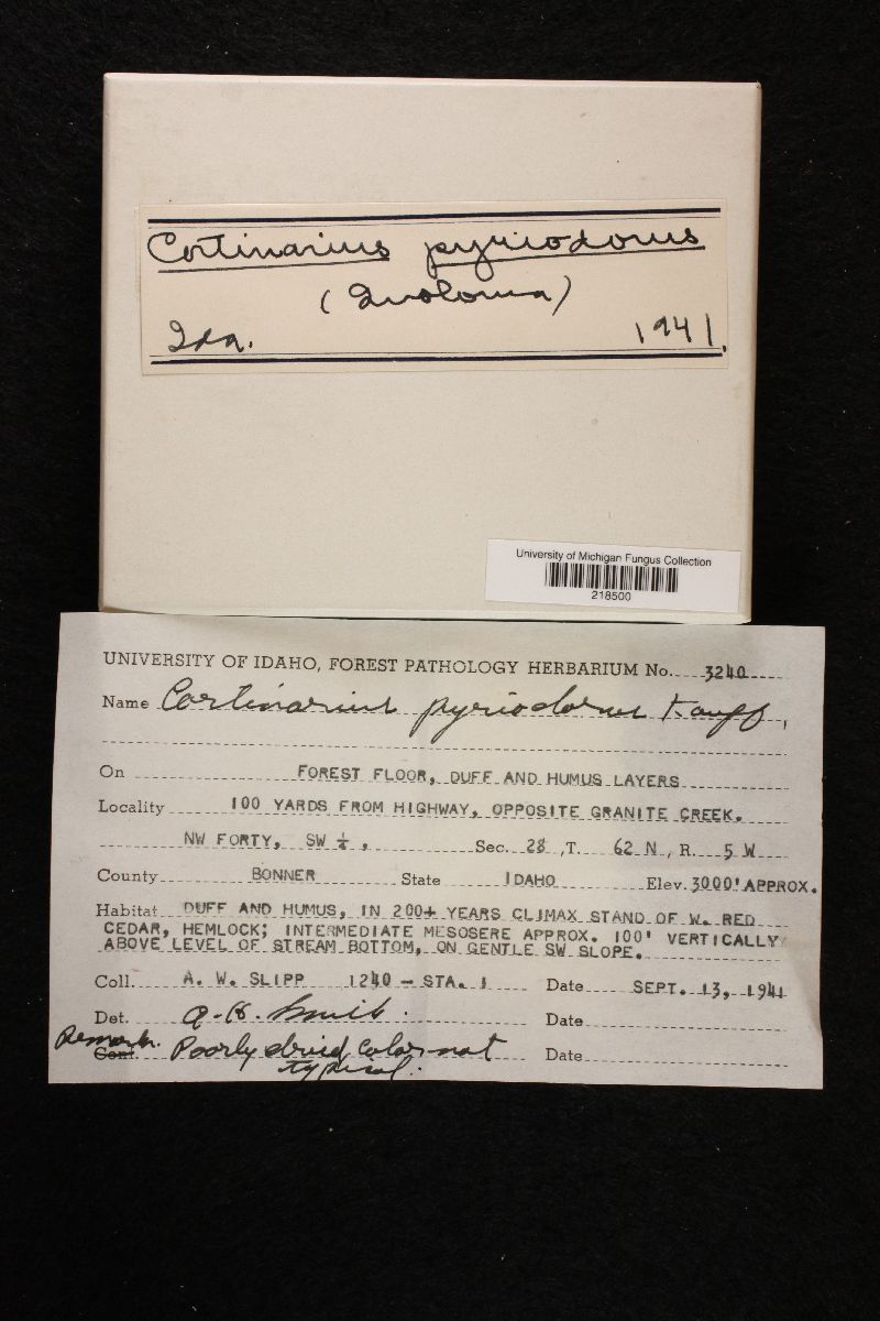 Cortinarius pyriodorus image