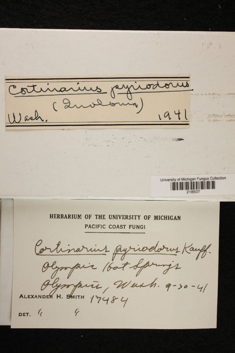 Cortinarius pyriodorus image