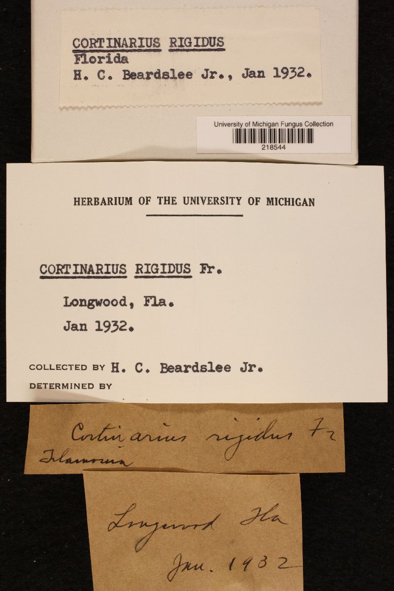 Cortinarius rigidus image