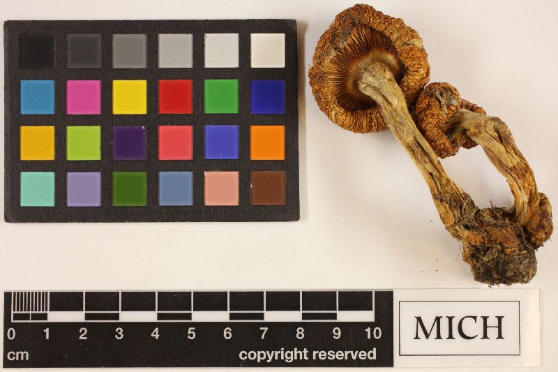Cortinarius saginus image