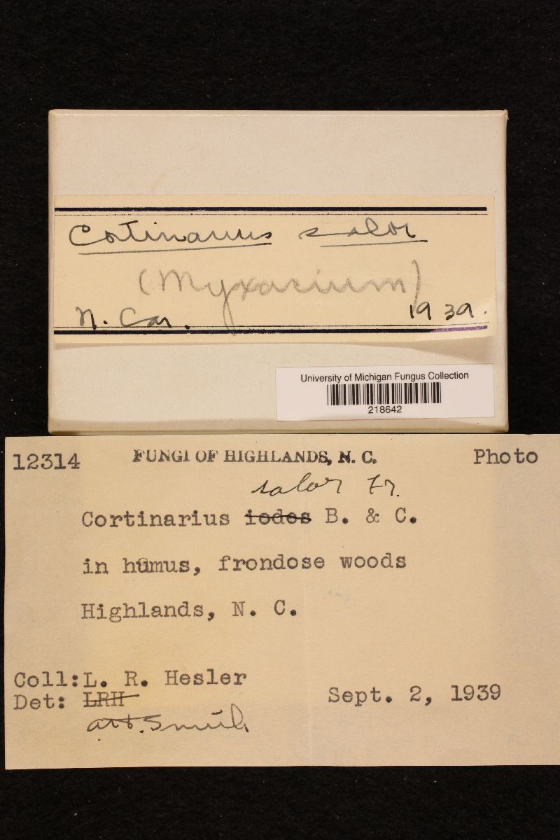 Cortinarius salor image