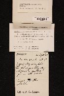 Cortinarius sanguineus image