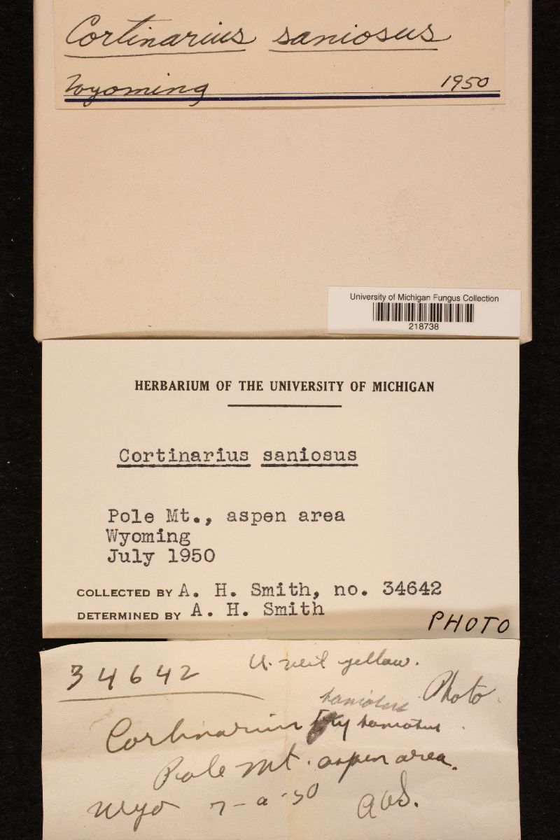 Cortinarius saniosus image