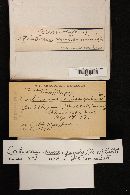 Cortinarius semisanguineus image