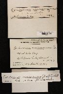 Thumbnail image of current specimen